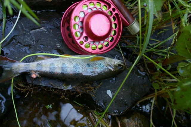 imgp2835