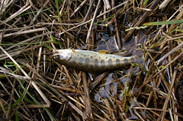 imgp2879
