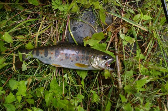imgp2976