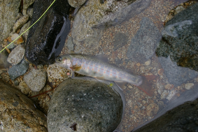 imgp3181