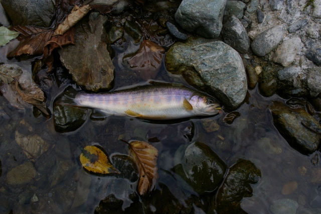 imgp3438