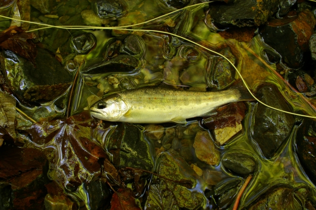 imgp3468