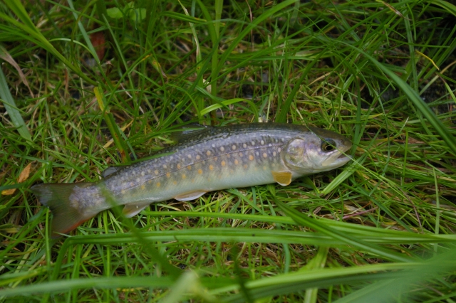 imgp4454
