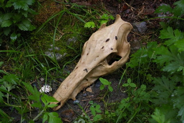 imgp4461