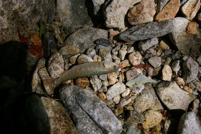 imgp4626
