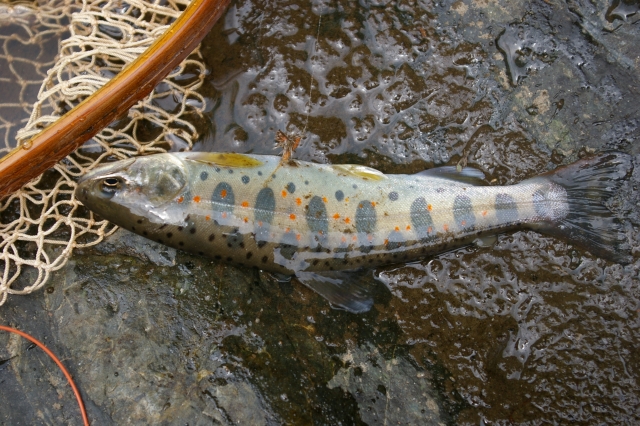 imgp4636