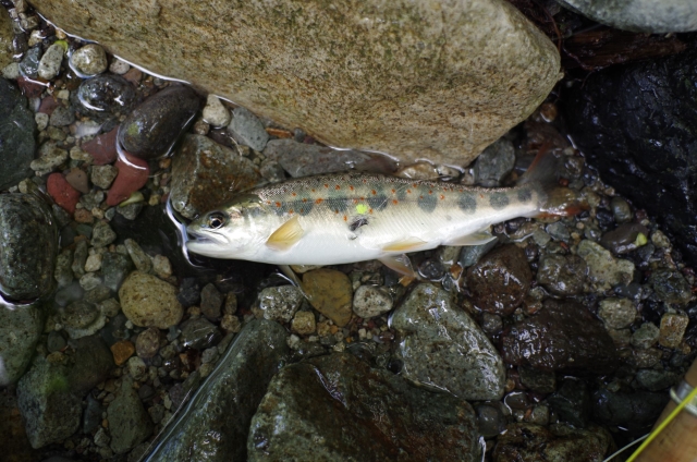 IMGP0033_R