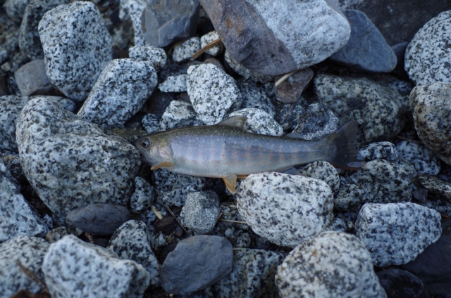IMGP0034_R