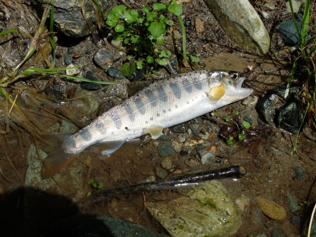 DSCF0753_S