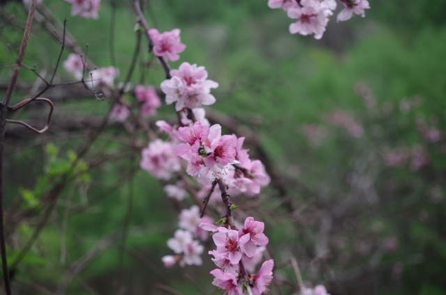 IMGP0020_S