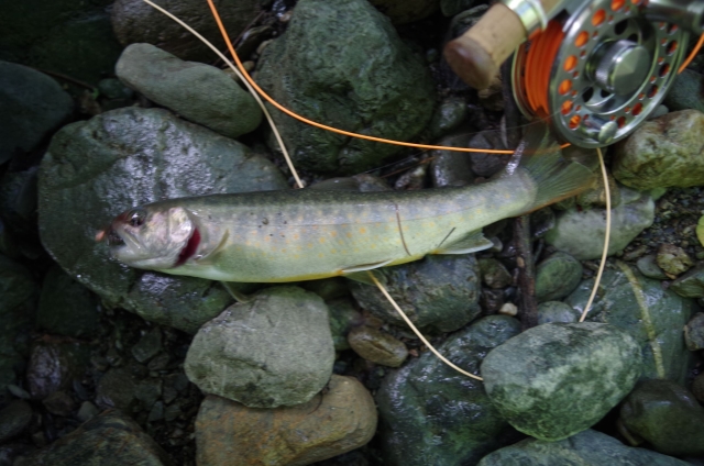 IMGP0029_S