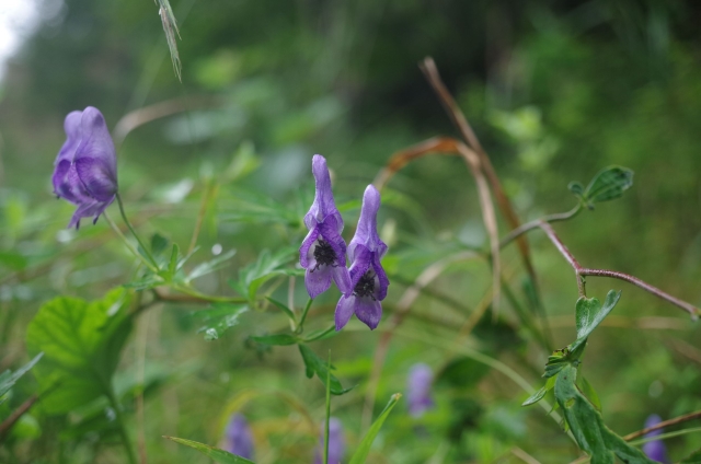 IMGP0021_S