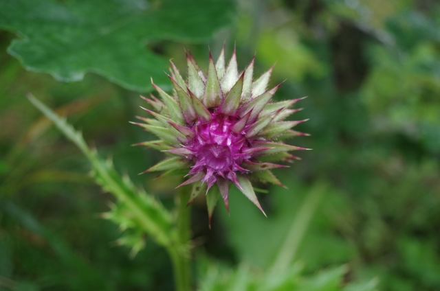 IMGP0023_S