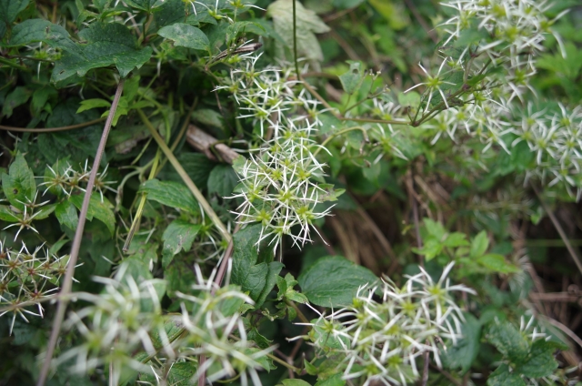 IMGP0033_S