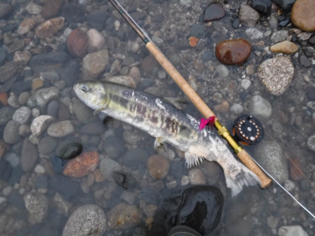 DSCF0515_S