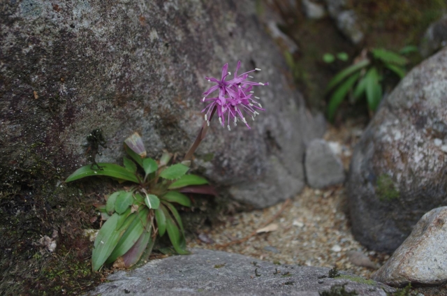 IMGP0056_S