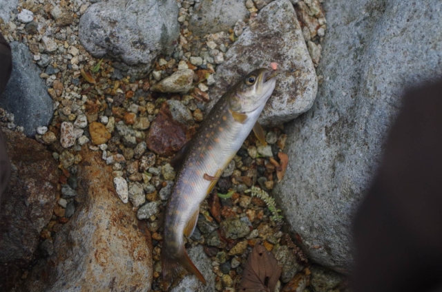 IMGP9237_S
