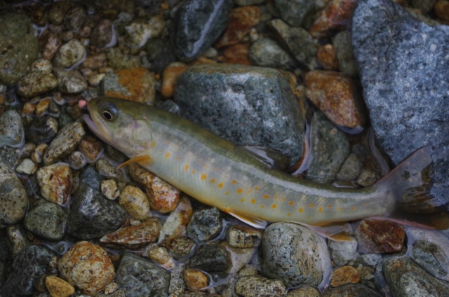 IMGP9239_S