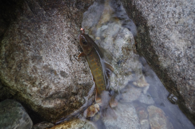 IMGP9343_S
