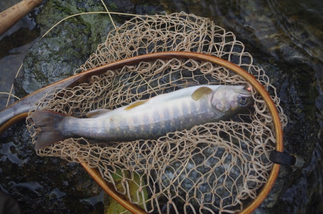 IMGP9472_S