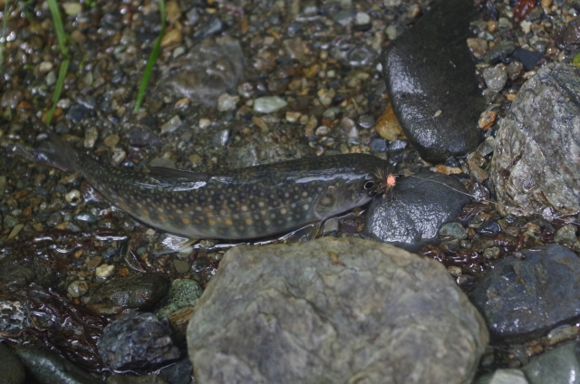IMGP9483_S