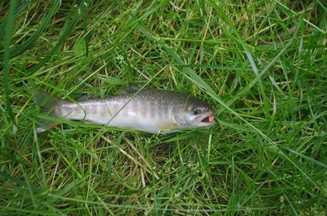 IMGP9518_S