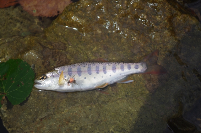 IMGP9668
