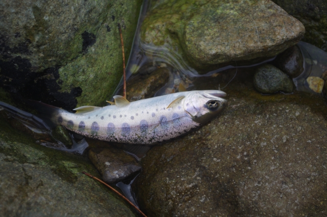 IMGP9745