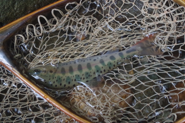 IMGP9805