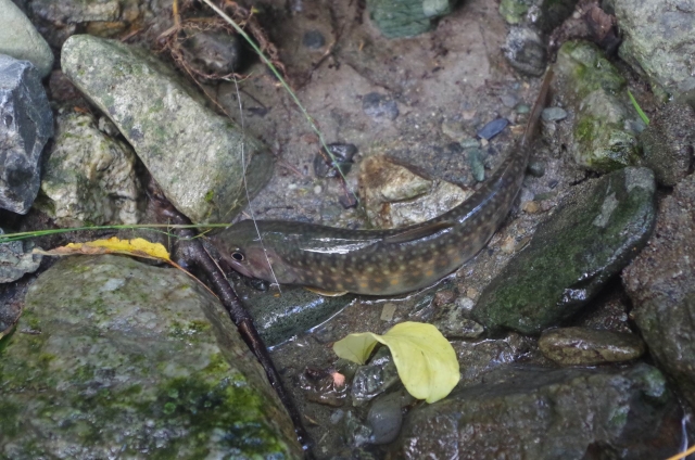 IMGP9937_S