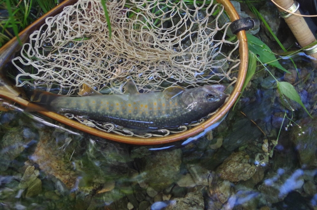 IMGP9947_S