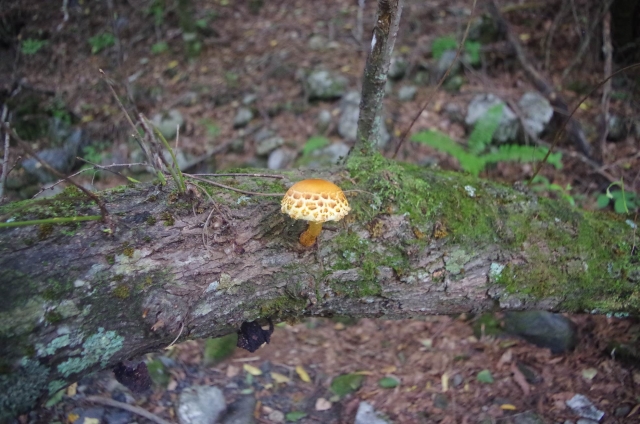 IMGP9973_S