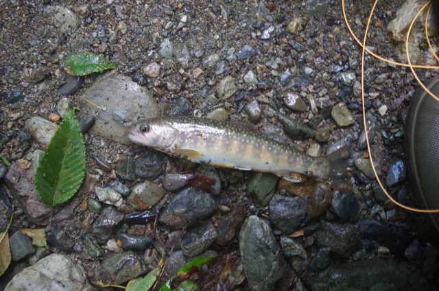 IMGP9985_S