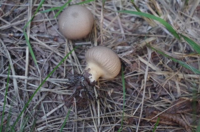 IMGP9994_S