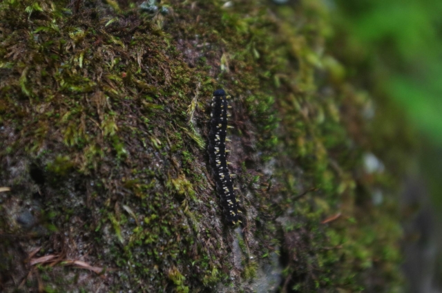 IMGP0021_S