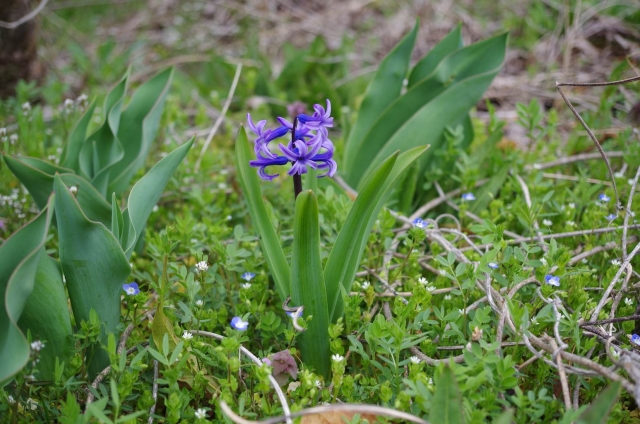 IMGP1849_S