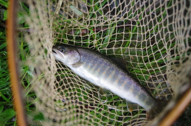 IMGP3640_S