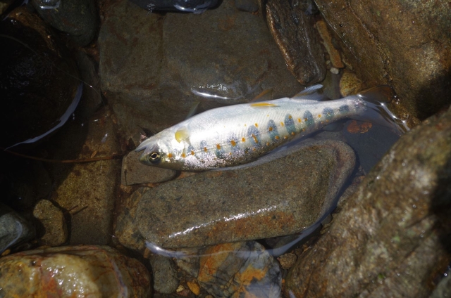 IMGP3913_R