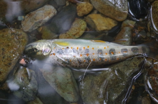 IMGP3942_R