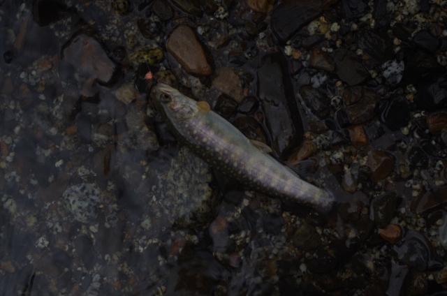 IMGP4006_R
