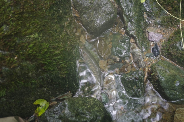 IMGP4240_S