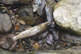 IMGP1217_R