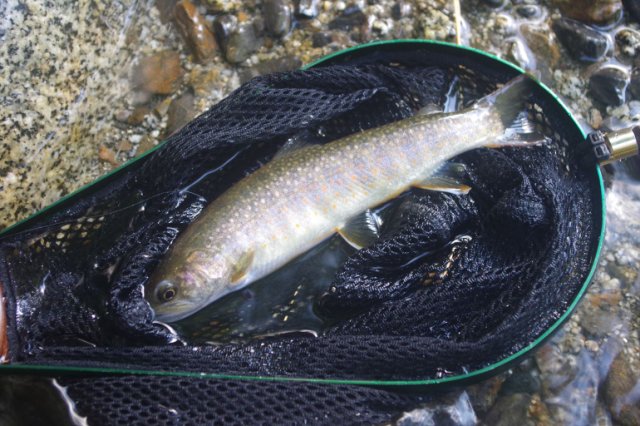 IMGP2202_R