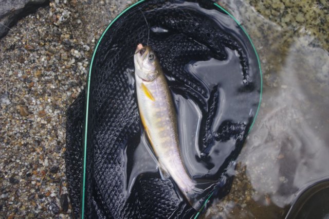 IMGP2235_R
