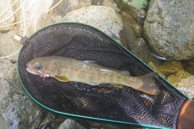 IMGP2342_R