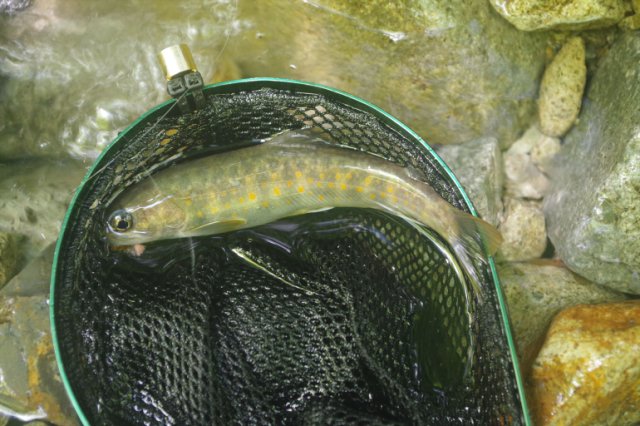 IMGP2350_R