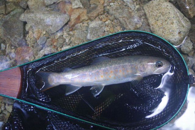 IMGP2387_R