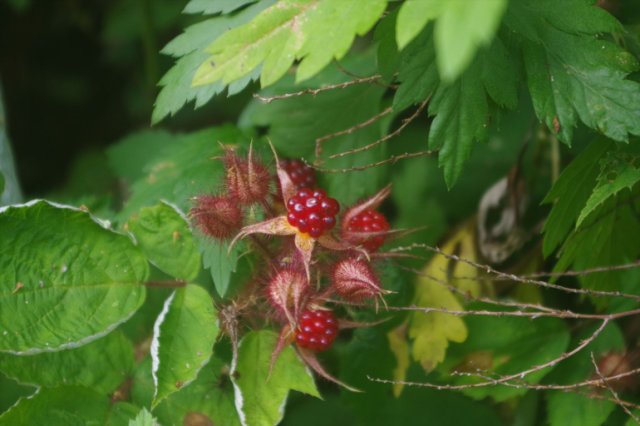 IMGP2407_R