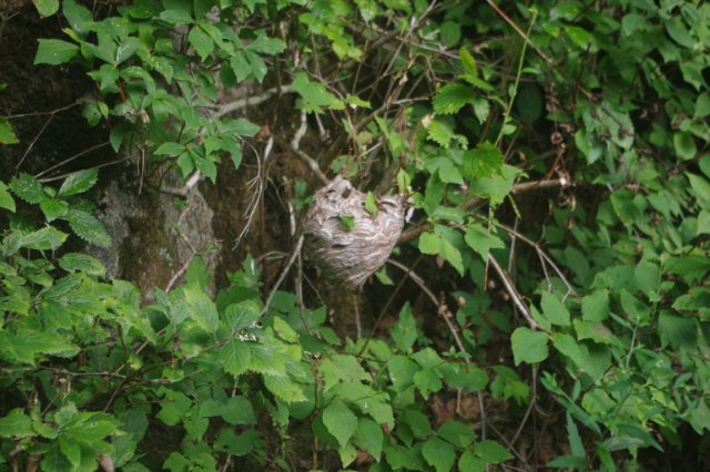 IMGP2520_R