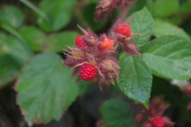 IMGP2526_R